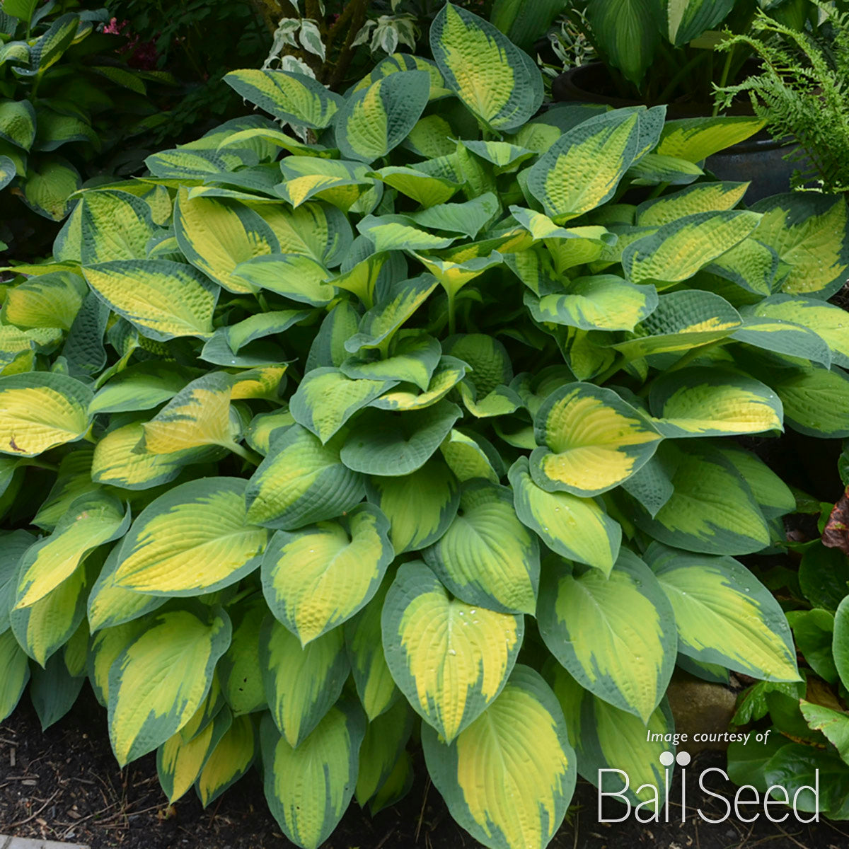 Hosta Paul's Glory 1 gal CF