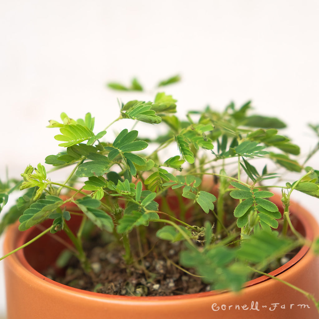 Mimosa pudica 4in Sensitive Plant – Cornell Farm