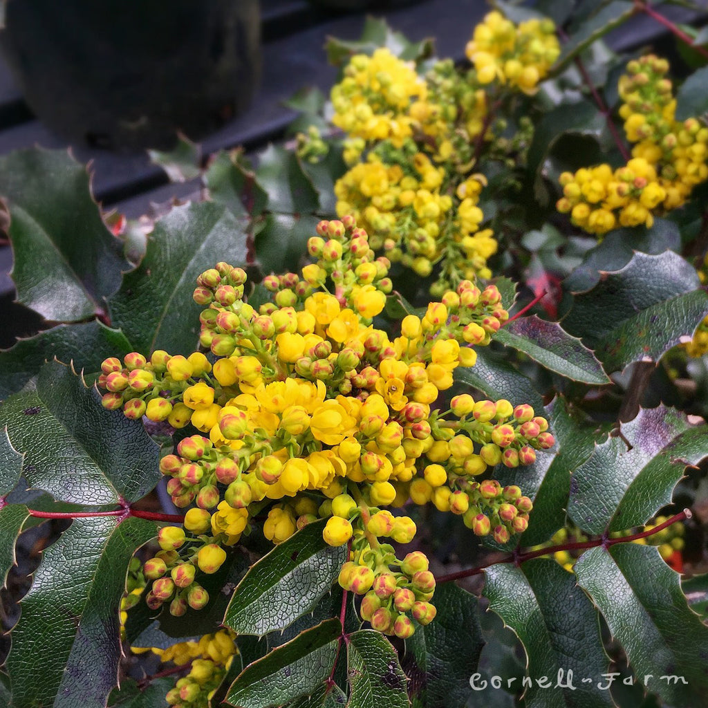 Mahonia aquifolium 5gal Oregon Grape