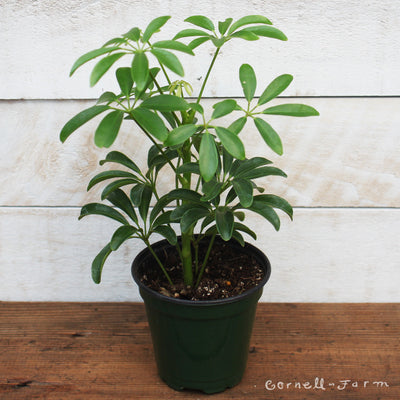 Schefflera arboricola  4in Umbrella Tree