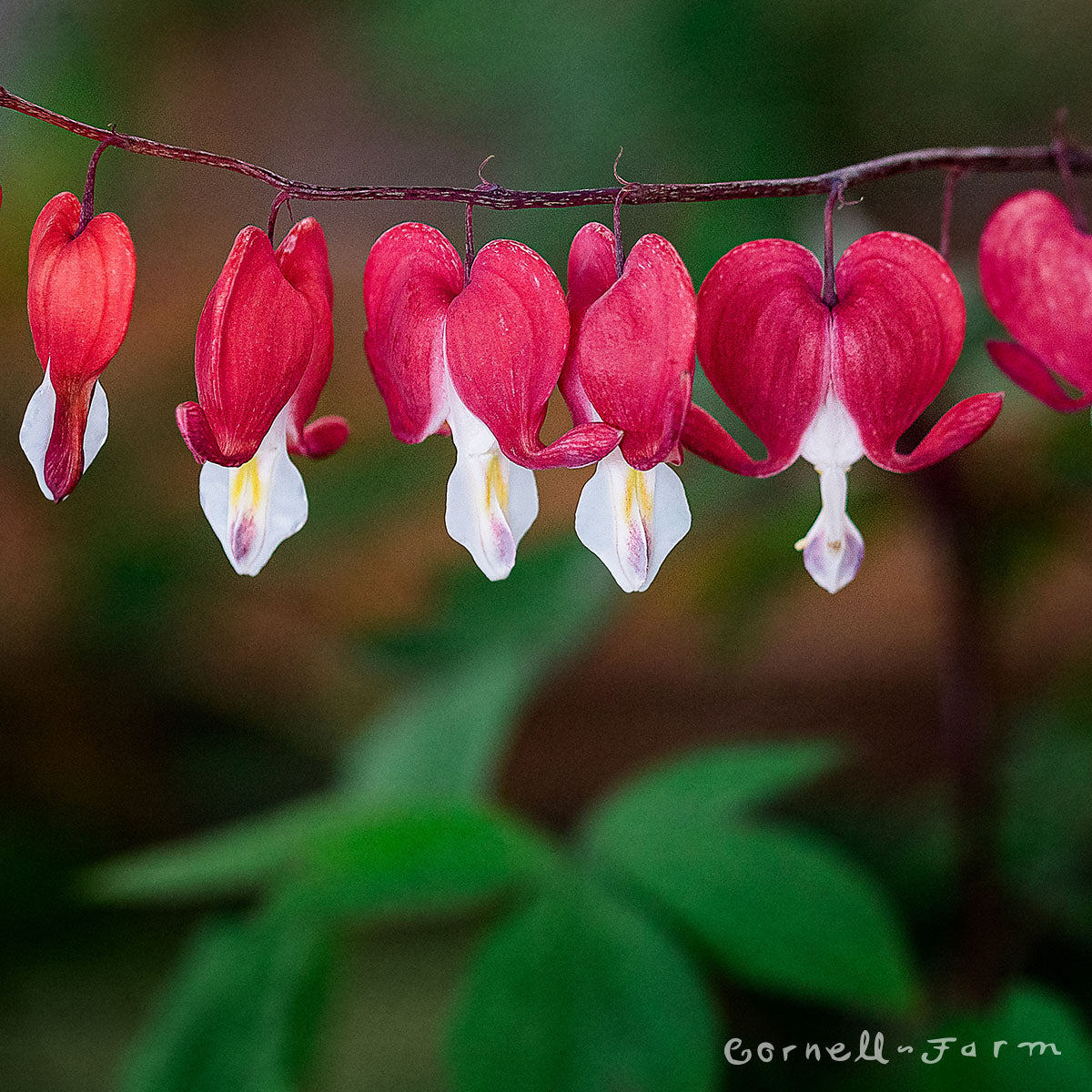 Dicentra spectabilis Valentine 1gal CF Bleeding Heart