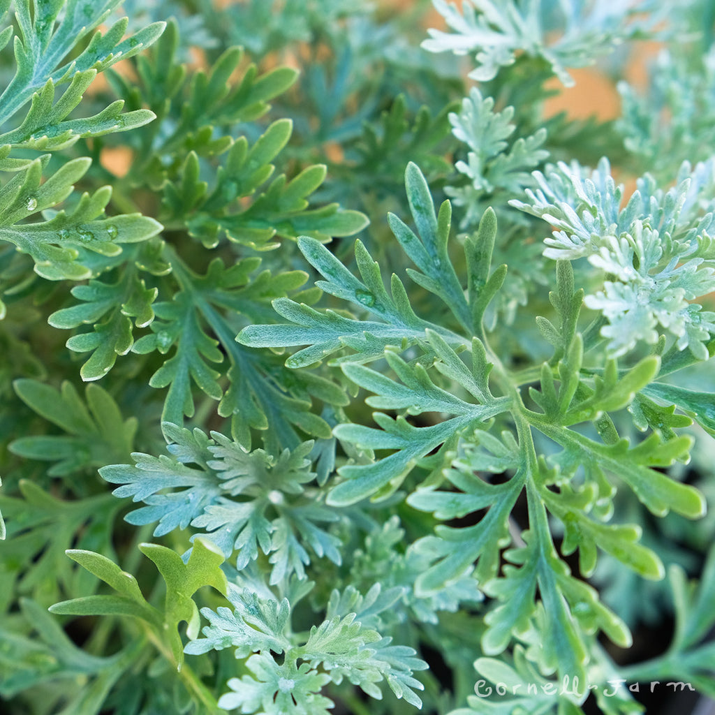 Artemisia Powis Castle