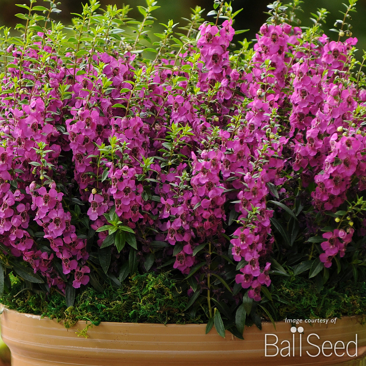 Angelonia Archangel Raspberry 4.25in CF – Cornell Farm