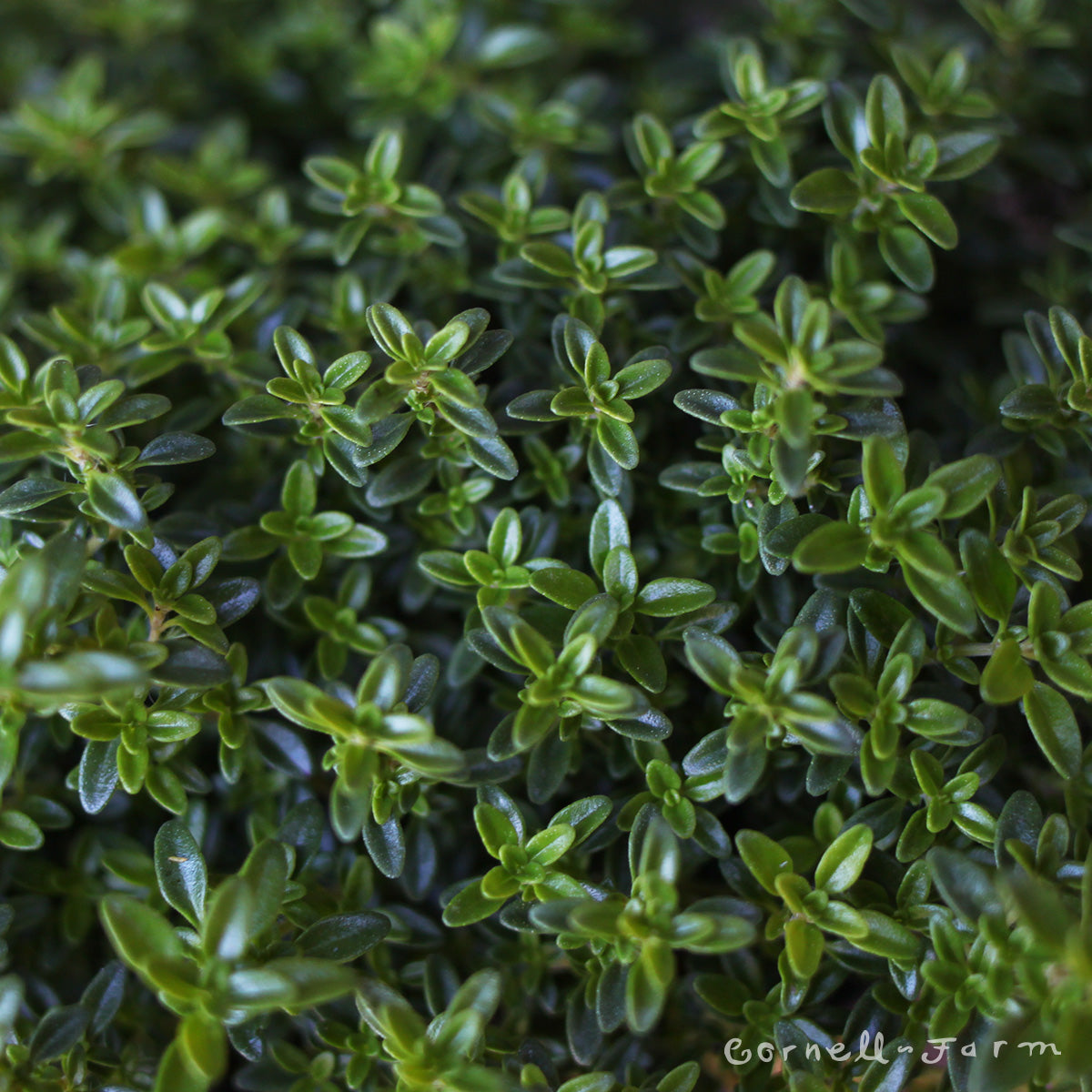 Thymus c. Archer's Gold 4.25in Thyme CF