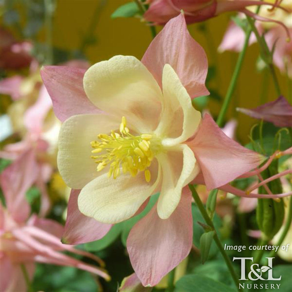 Aquilegia Swan Pink/Yellow 1gal Columbine