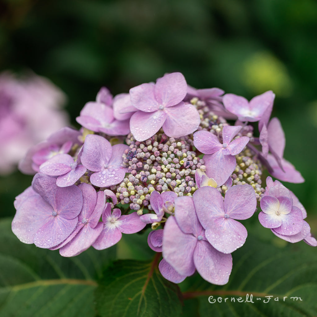 Hydrangea m. Endless Summer Twist-n-Shout 5gal – Cornell Farm