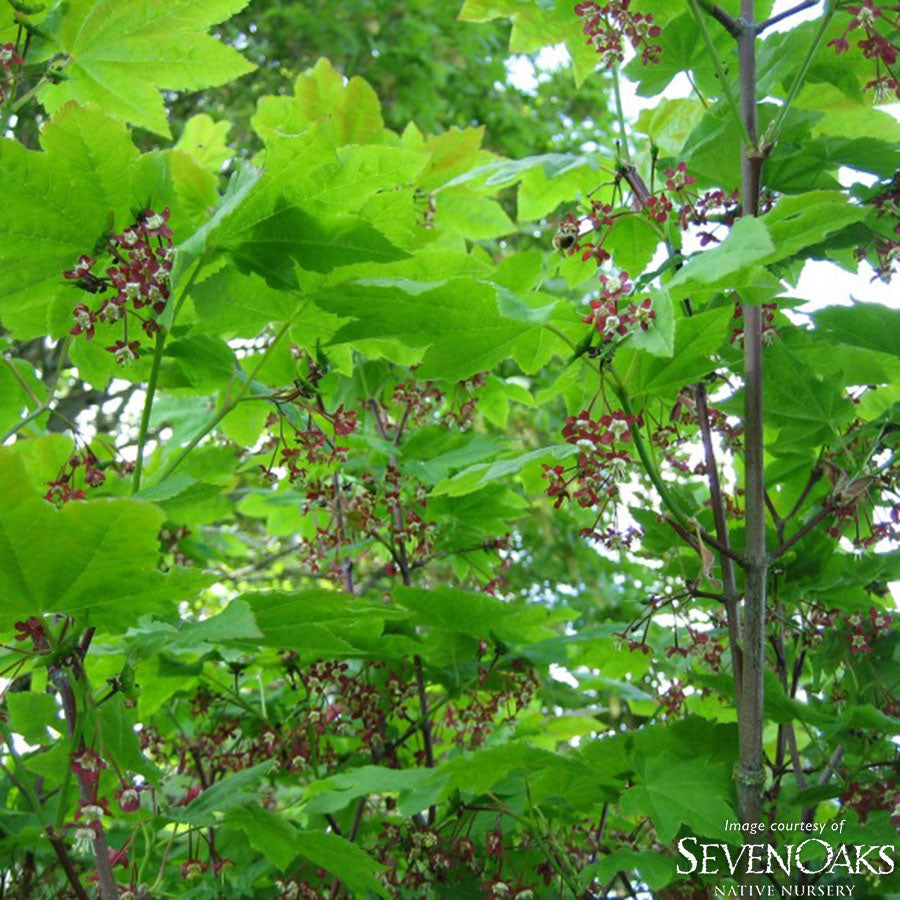 Acer circinatum Vine Maple 6-8ft clump