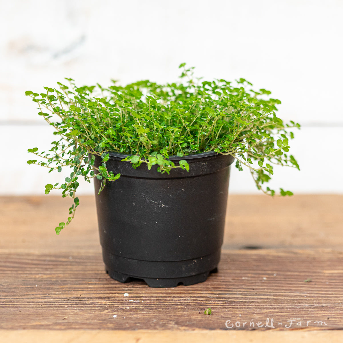 Soleirolia soleirolii 4in Baby Tears