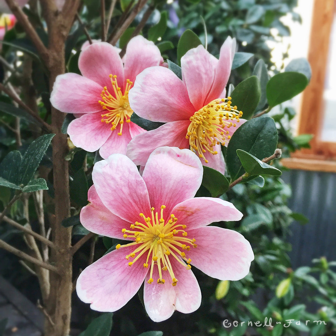 Camellia s. Pink-A-Boo 5gal PT – Cornell Farm