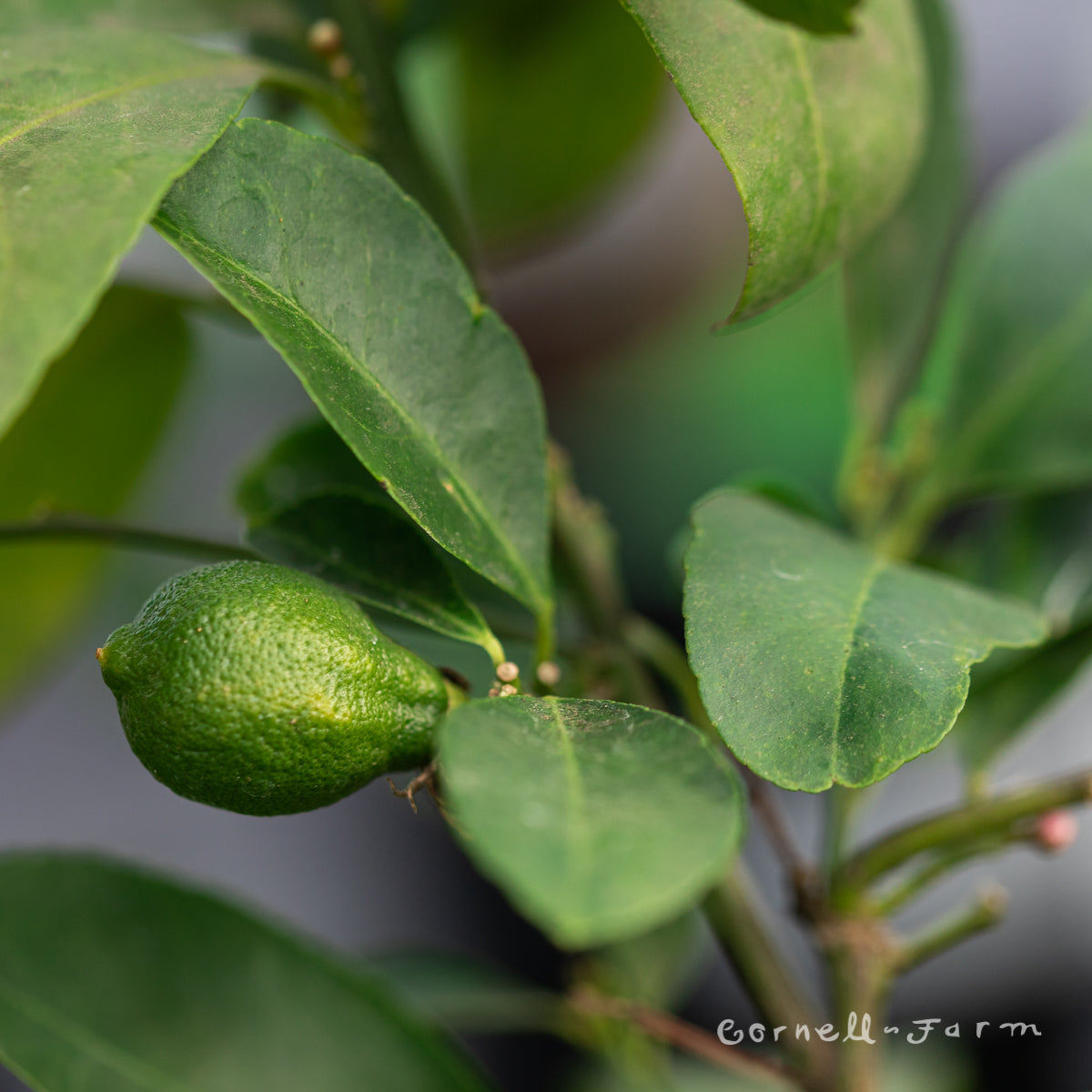 Citrus Lime Rangpur 3gal