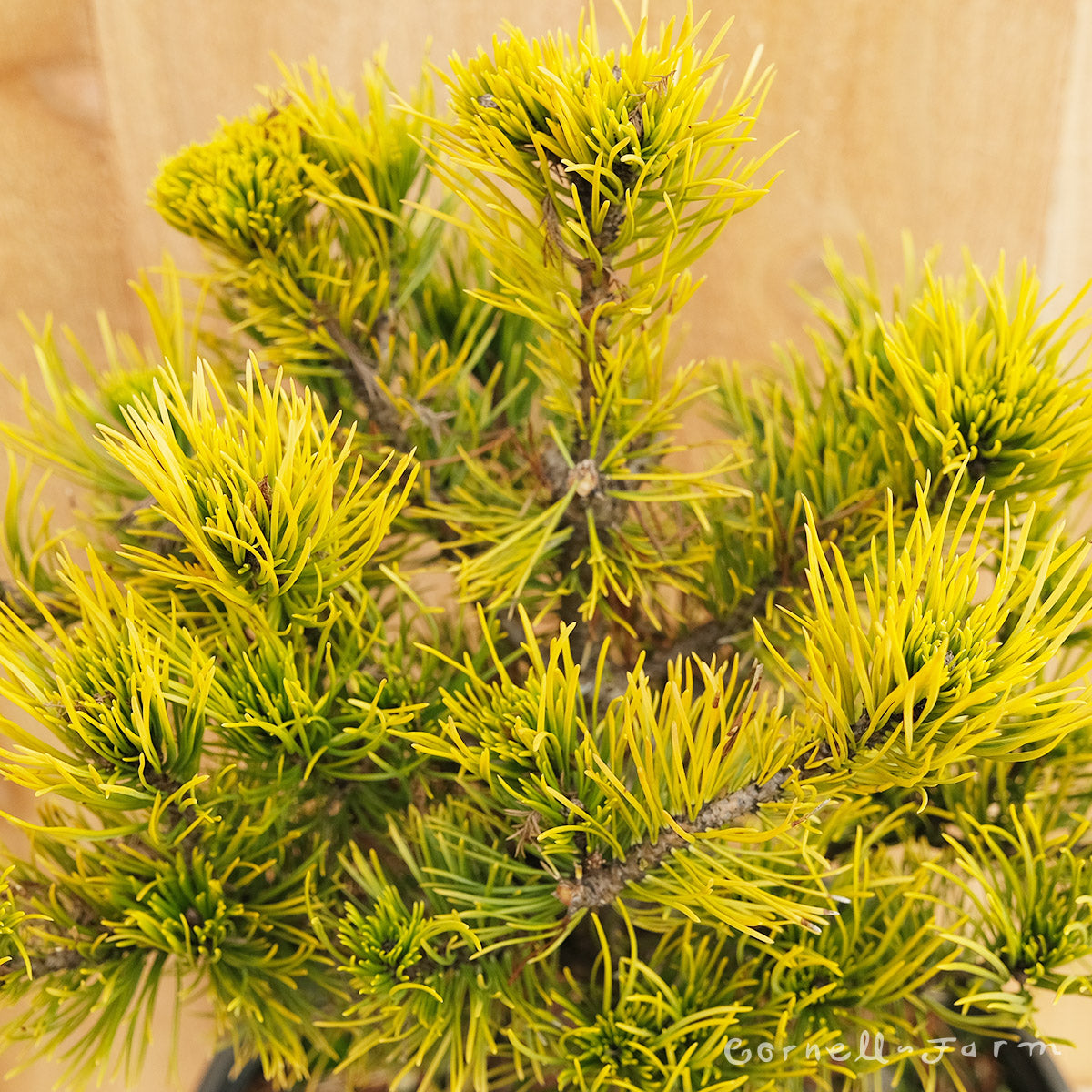 Pinus mugo Carstens Wintergold 6gal