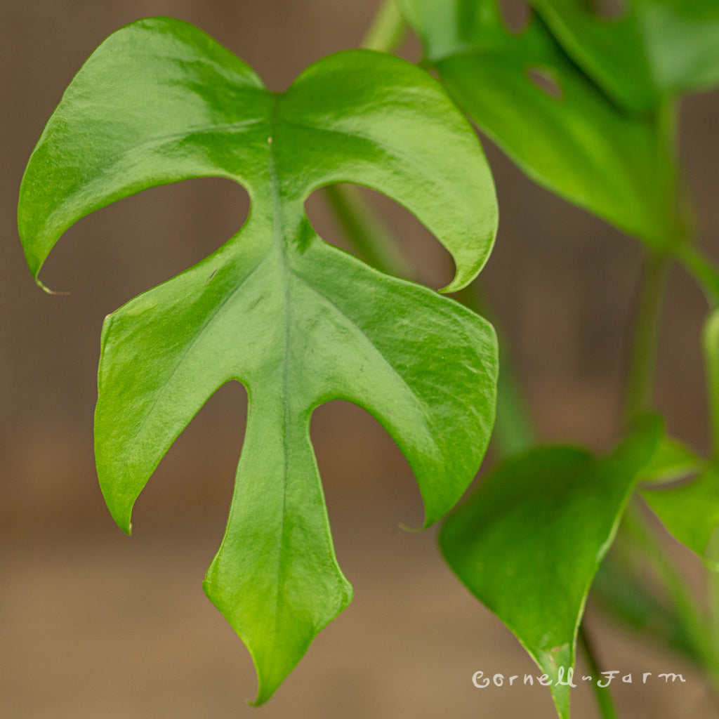 Rhaphidophora tetrasperma