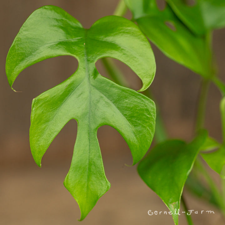 rhaphidophora tetrasperma vs monstera adansonii Rhaphidophora tetrasperma 4in Mini Monstera – Cornell Farm