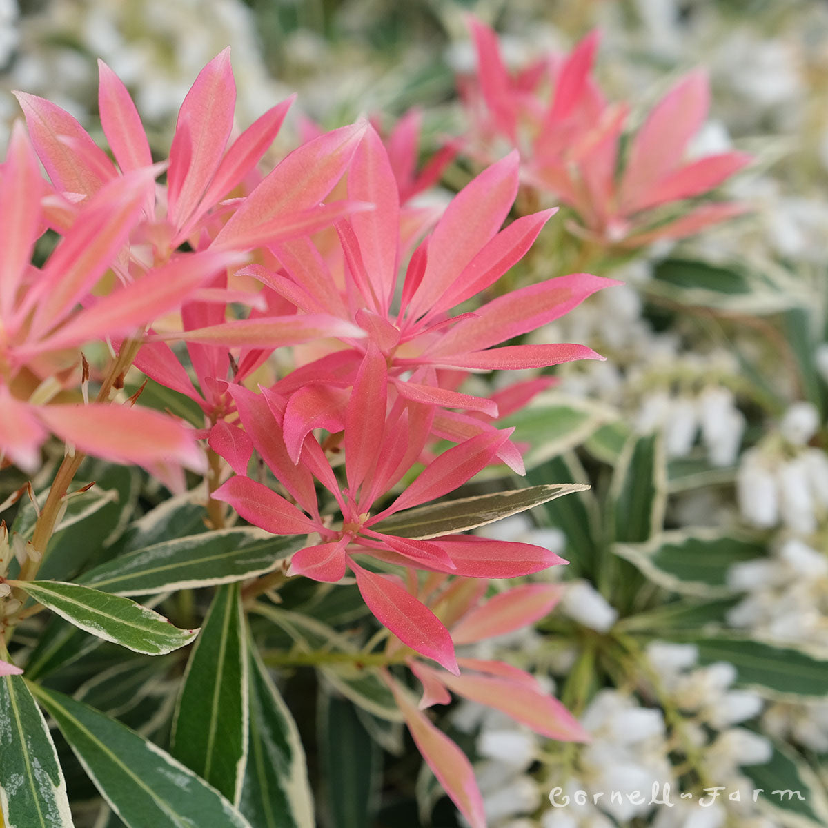 Pieris japonica Flaming Silver 6gal