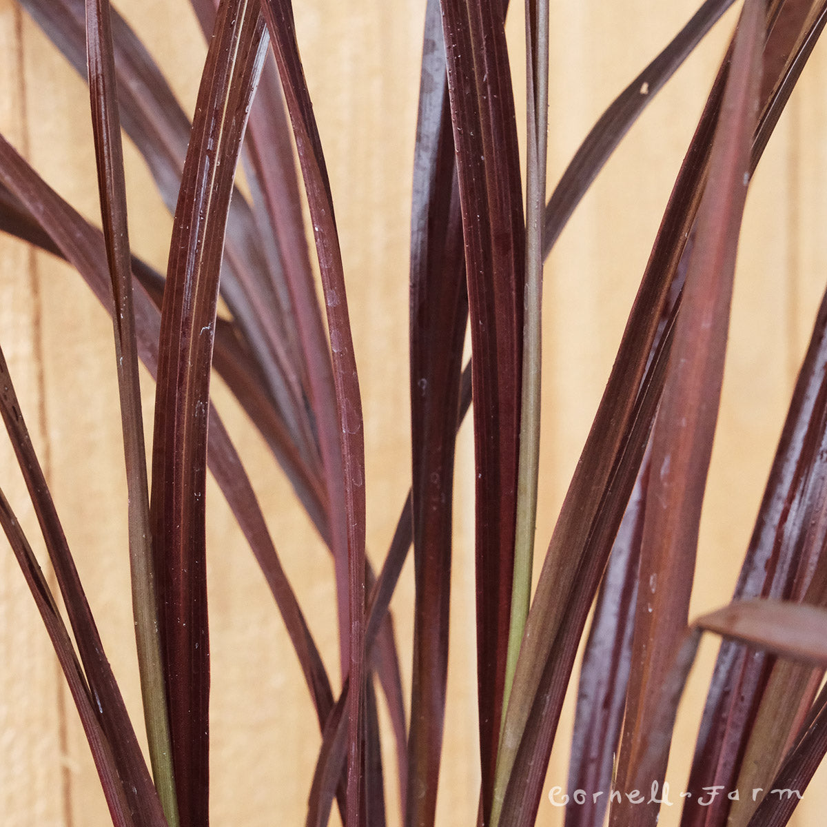 Cordyline Design A Line Burgundy 1gal