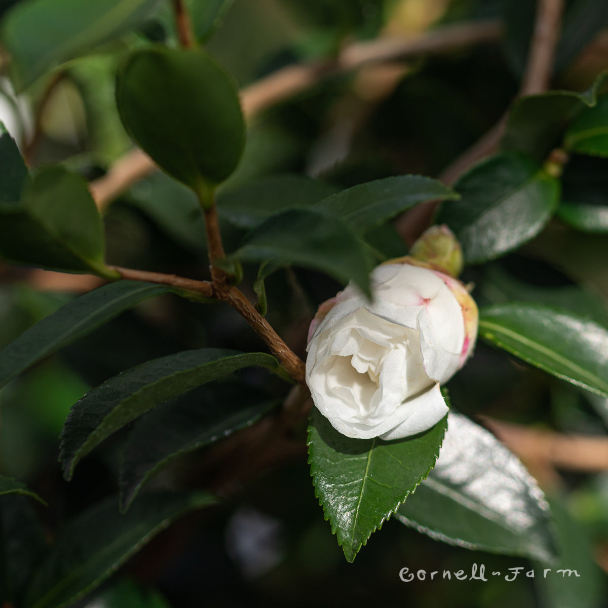 Camellia s. Winter's Snowman 5gal