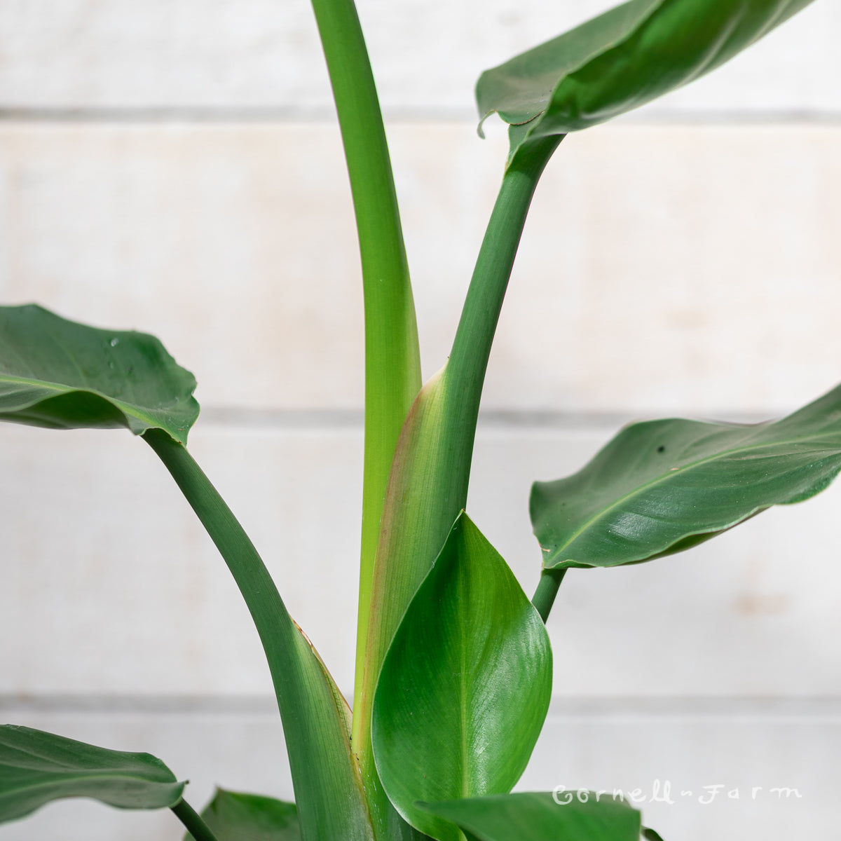 Strelitzia nicolai 10in White Bird of Paradise