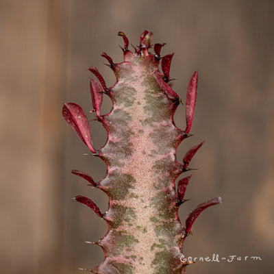 Euphorbia trigona 4in Rubra