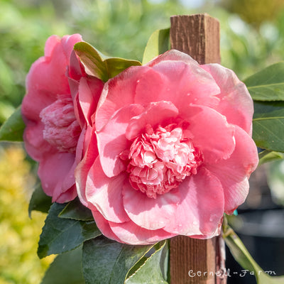 Camellia j. Chandleri Elegans Variegated 5gal