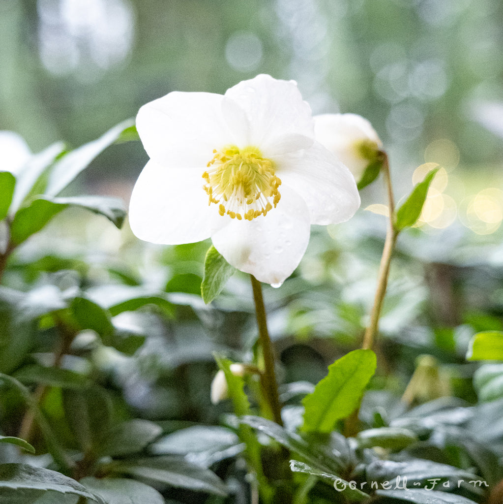 daa8d77aad9c2de5ee16067d665a7e