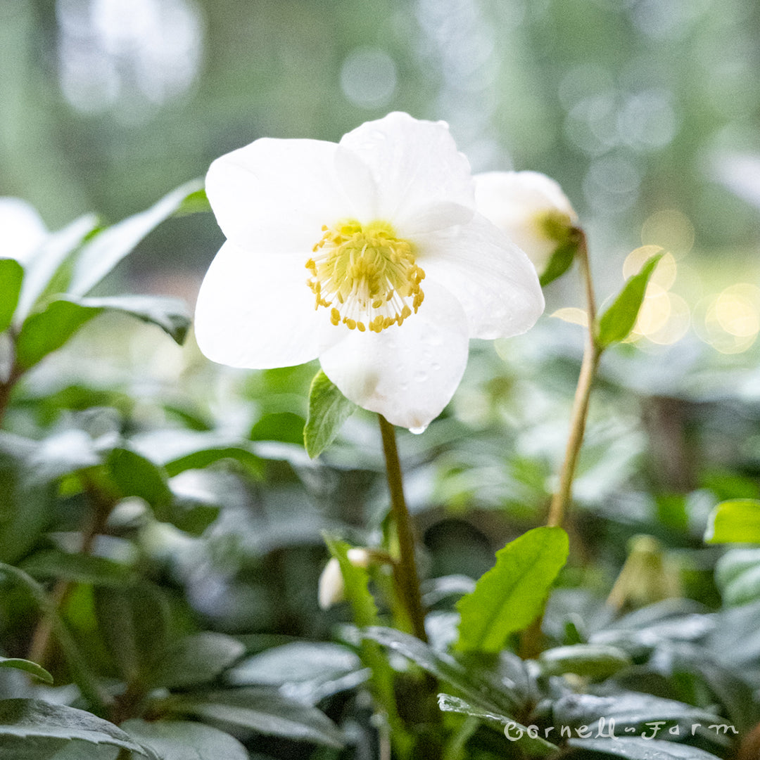 daa8d77aad9c2de5ee16067d665a7e