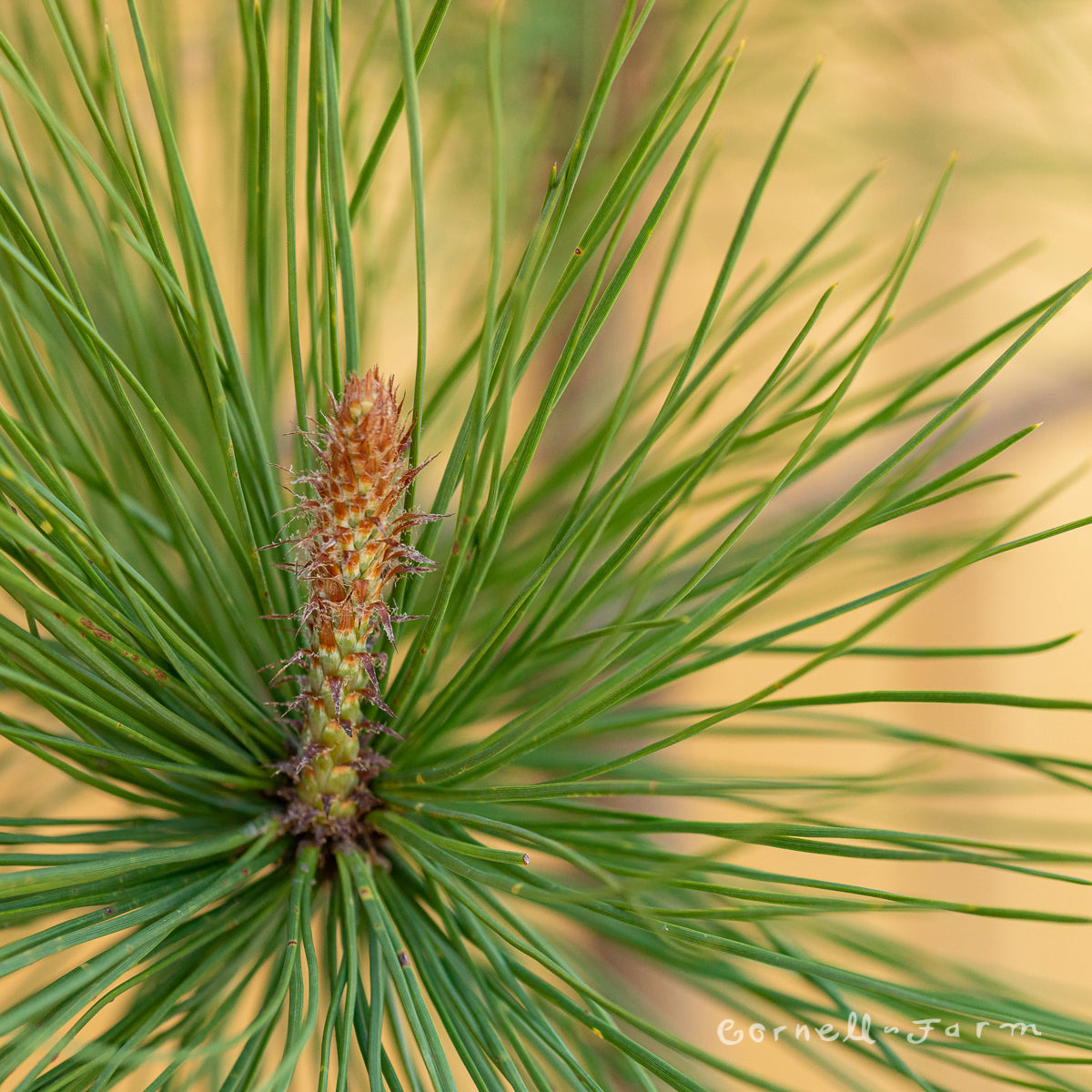 Pinus ponderosa 5gal