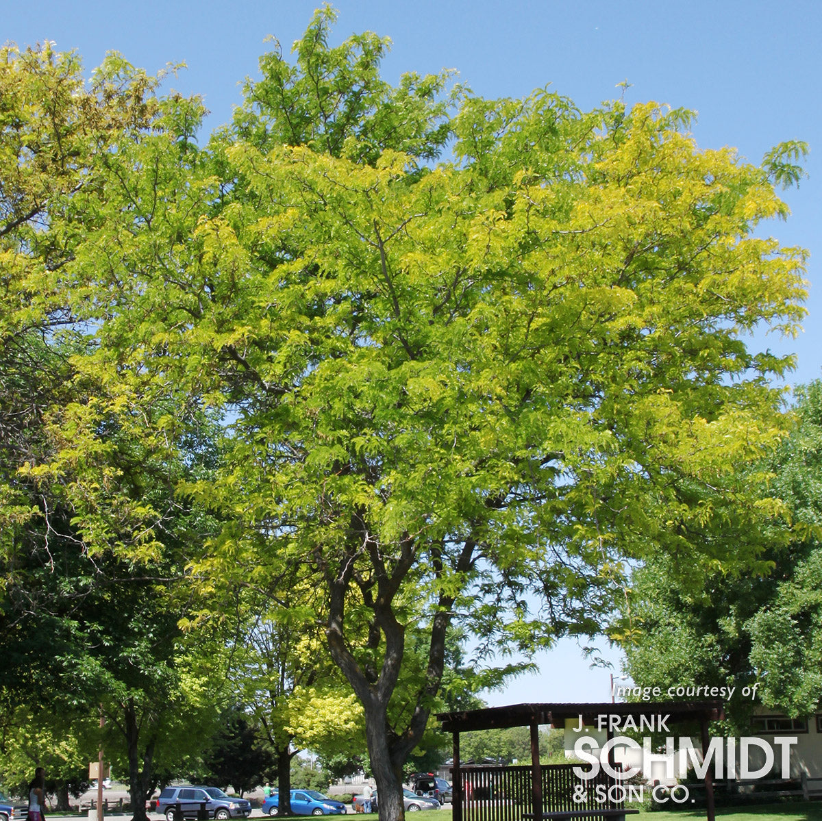 Gleditsia t. Suncole 15gal Sunburst Honeylocust