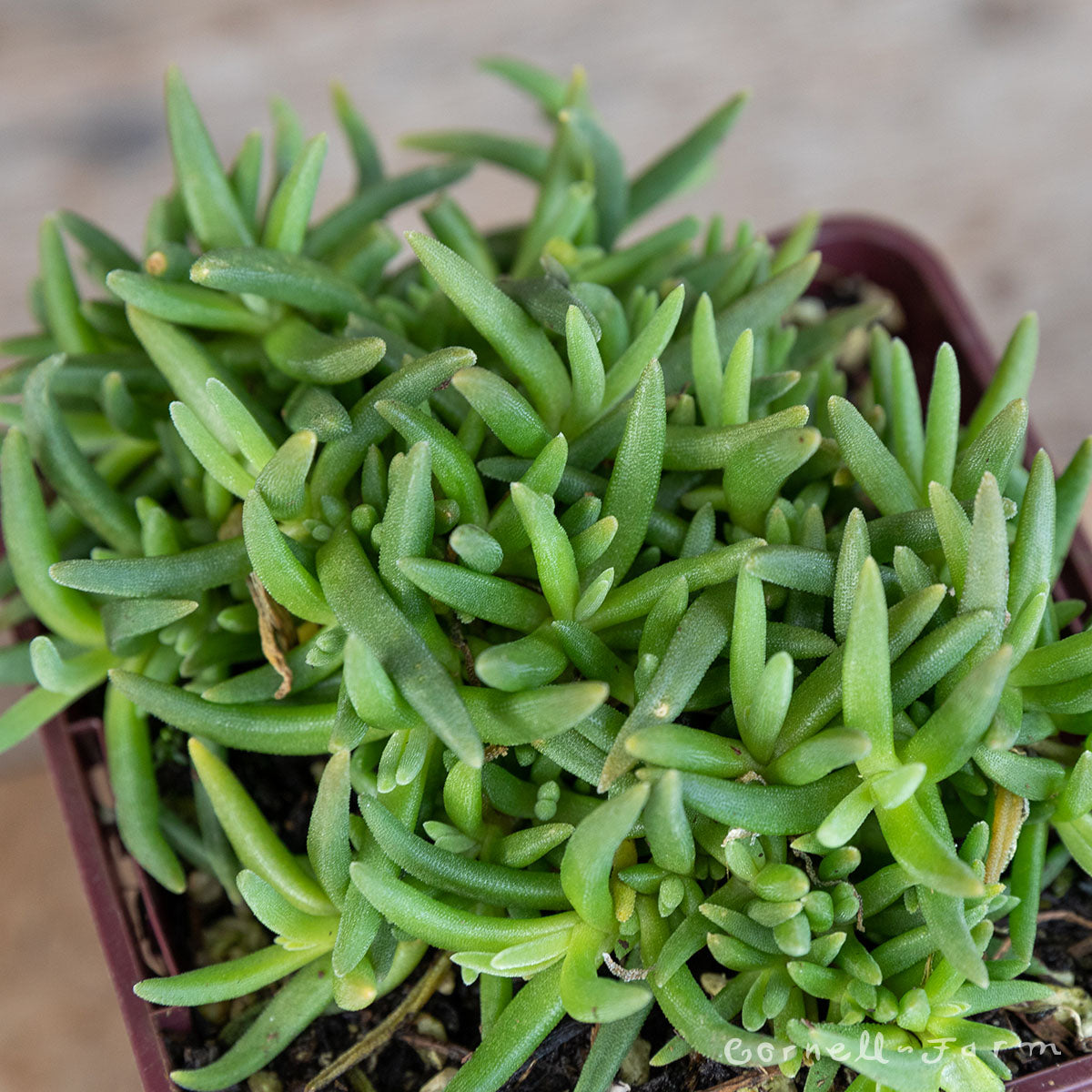 Delosperma Alans Apricot 4in