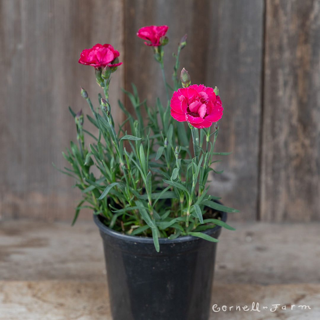 Dianthus Early Love 4.25in CF – Cornell Farm
