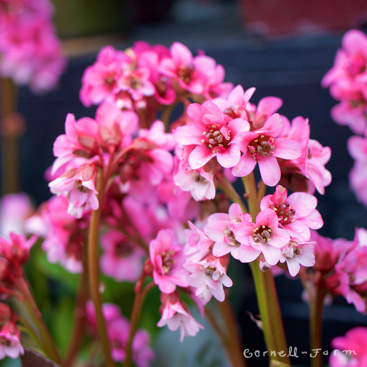 Bergenia Pink Dragonfly 1gal