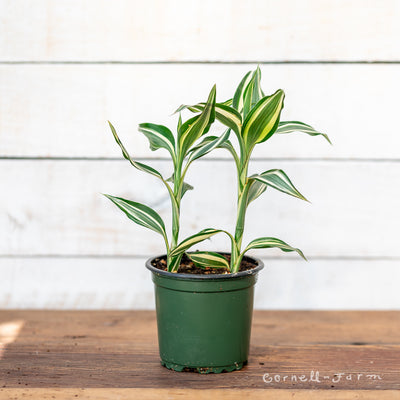 Dracaena braunii 4in Lucky Bamboo