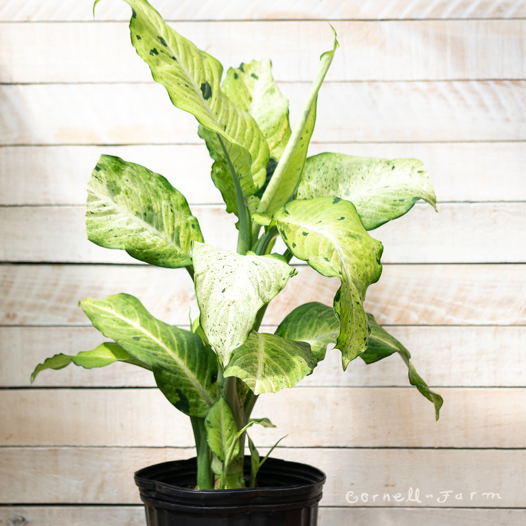 Dieffenbachia 10in Camouflage – Cornell Farm