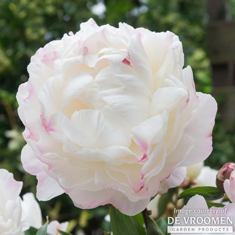 Paeonia Gardenia White 2gal Peony CF