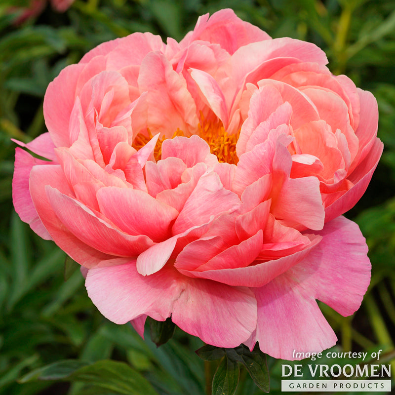 Paeonia Coral Charm 2gal Peony CF