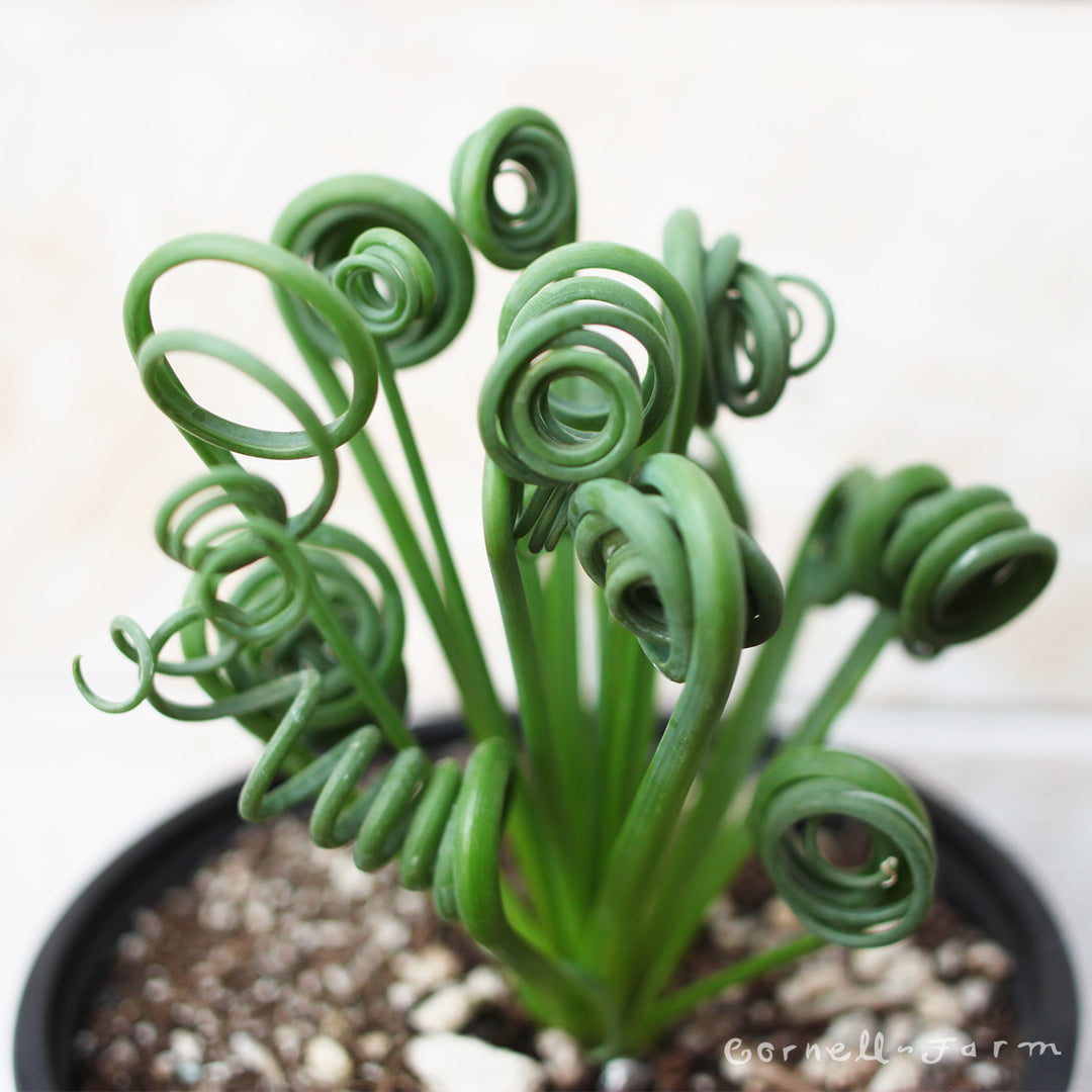 frizzle sizzle plant Albuca spiralis 4in Frizzle Sizzle – Cornell Farm