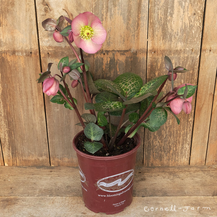 dc821267573d55b52aee47a25d8126