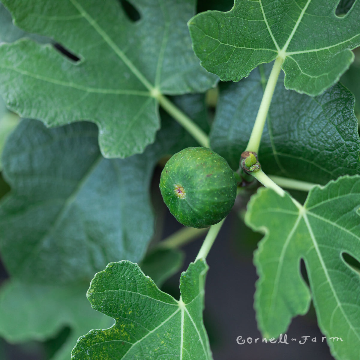 Fig Olympian 1gal Ficus