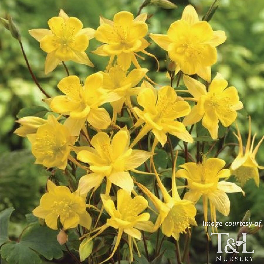 Aquilegia c. Denver Gold 1gal Columbine