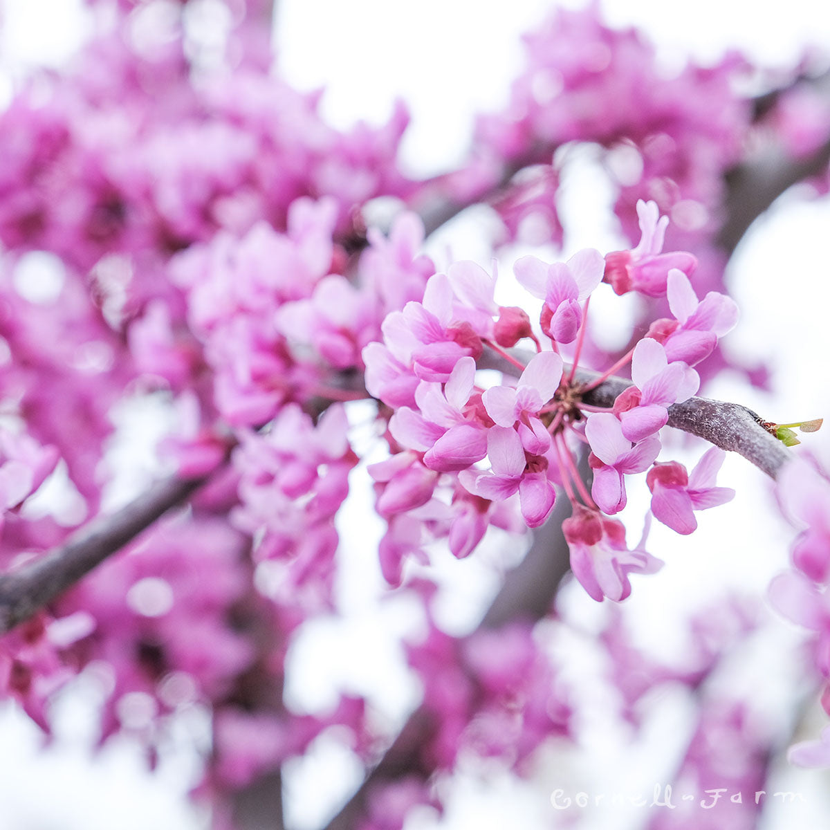 Cercis c. Lavender Twist 10gallon Redbud