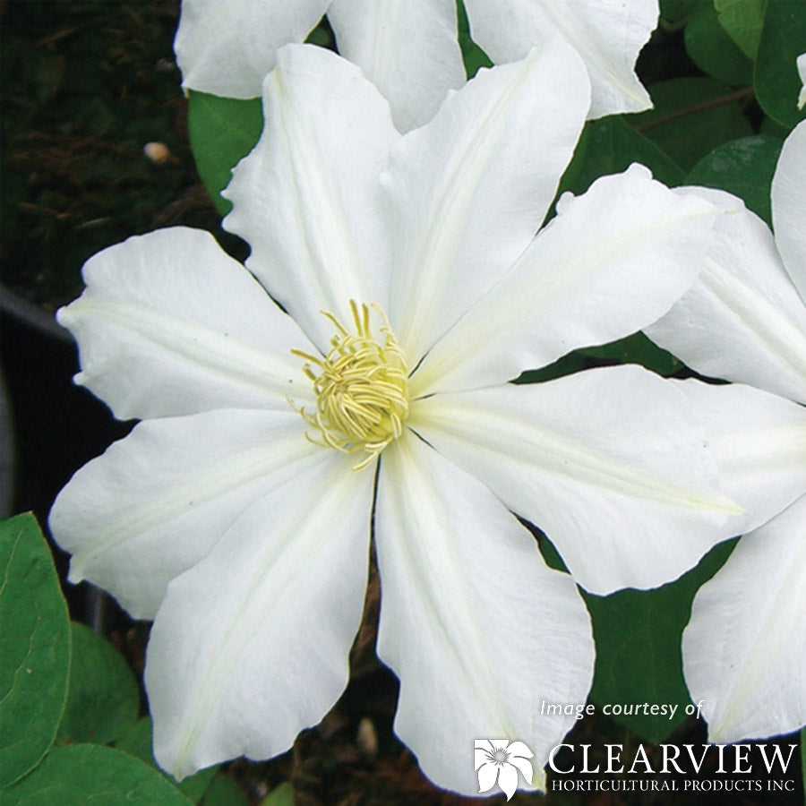 Clematis Toki Euroqrt White