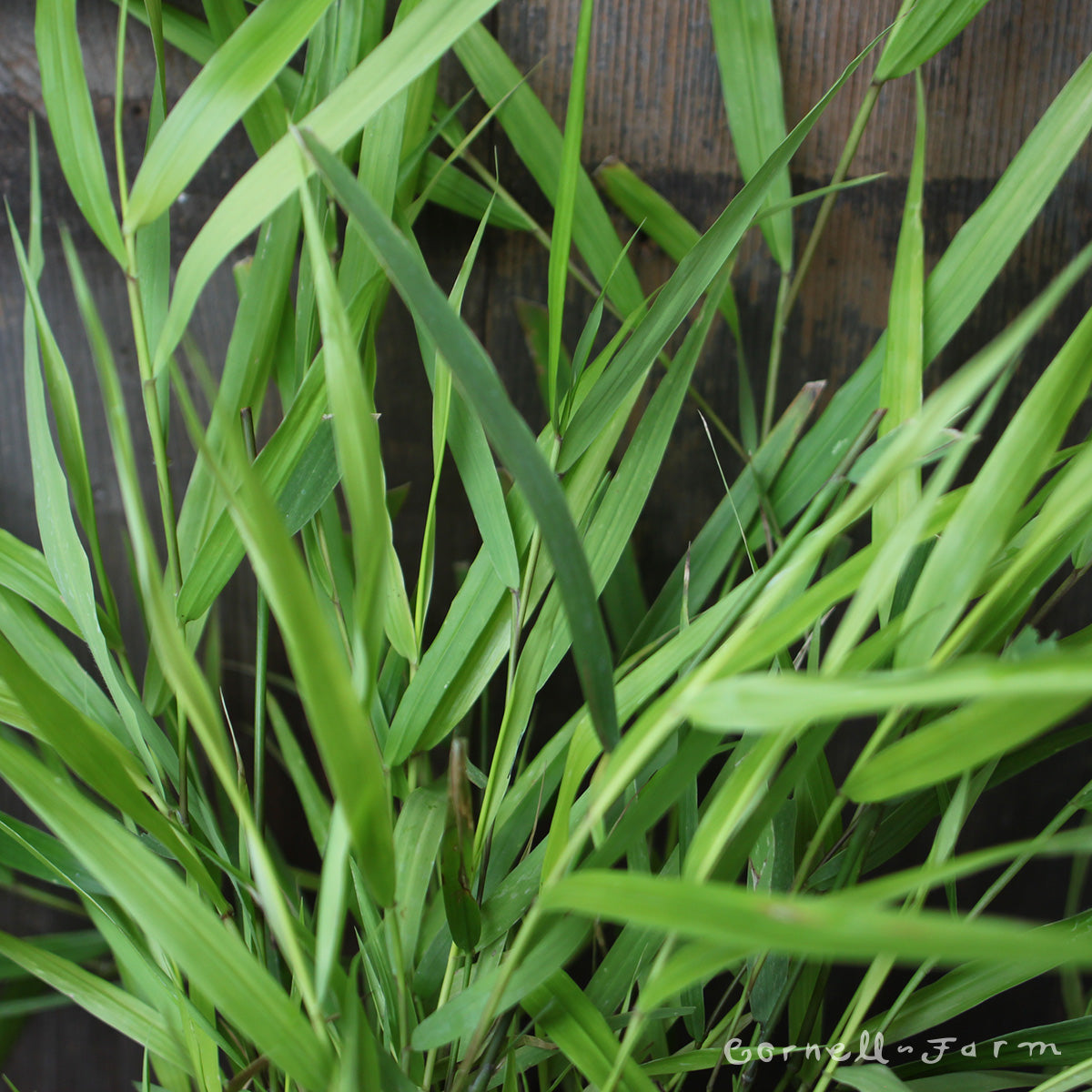 Hakonechloa macro All Gold 4.25in CF