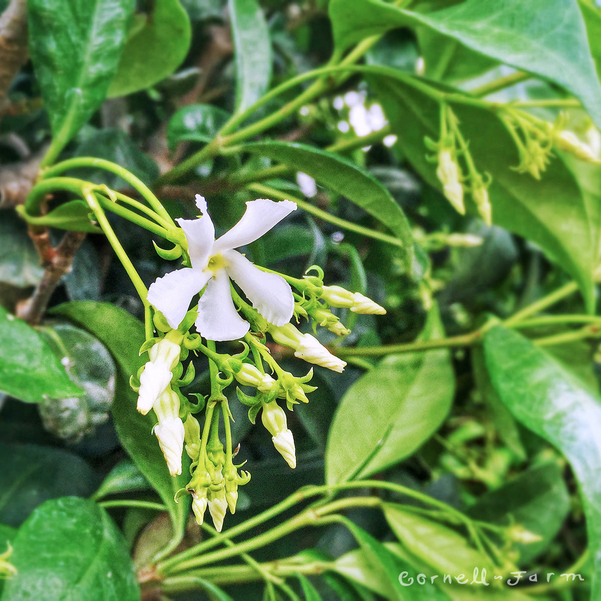 Trachelospermum jasminoides 5gal ST Star Jasmine