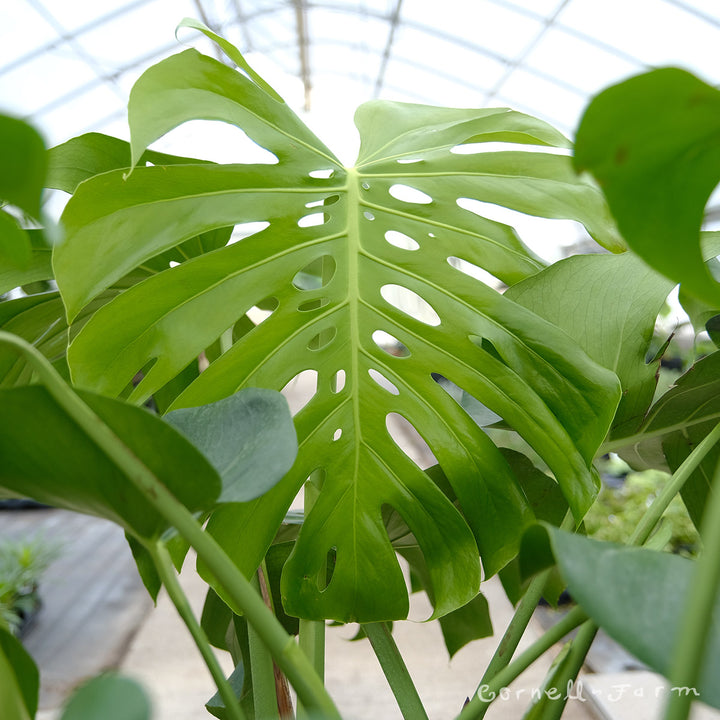 モンステラ　 Monstera Monstera Deliciosa | Information + Care Tips | The Fernseed
