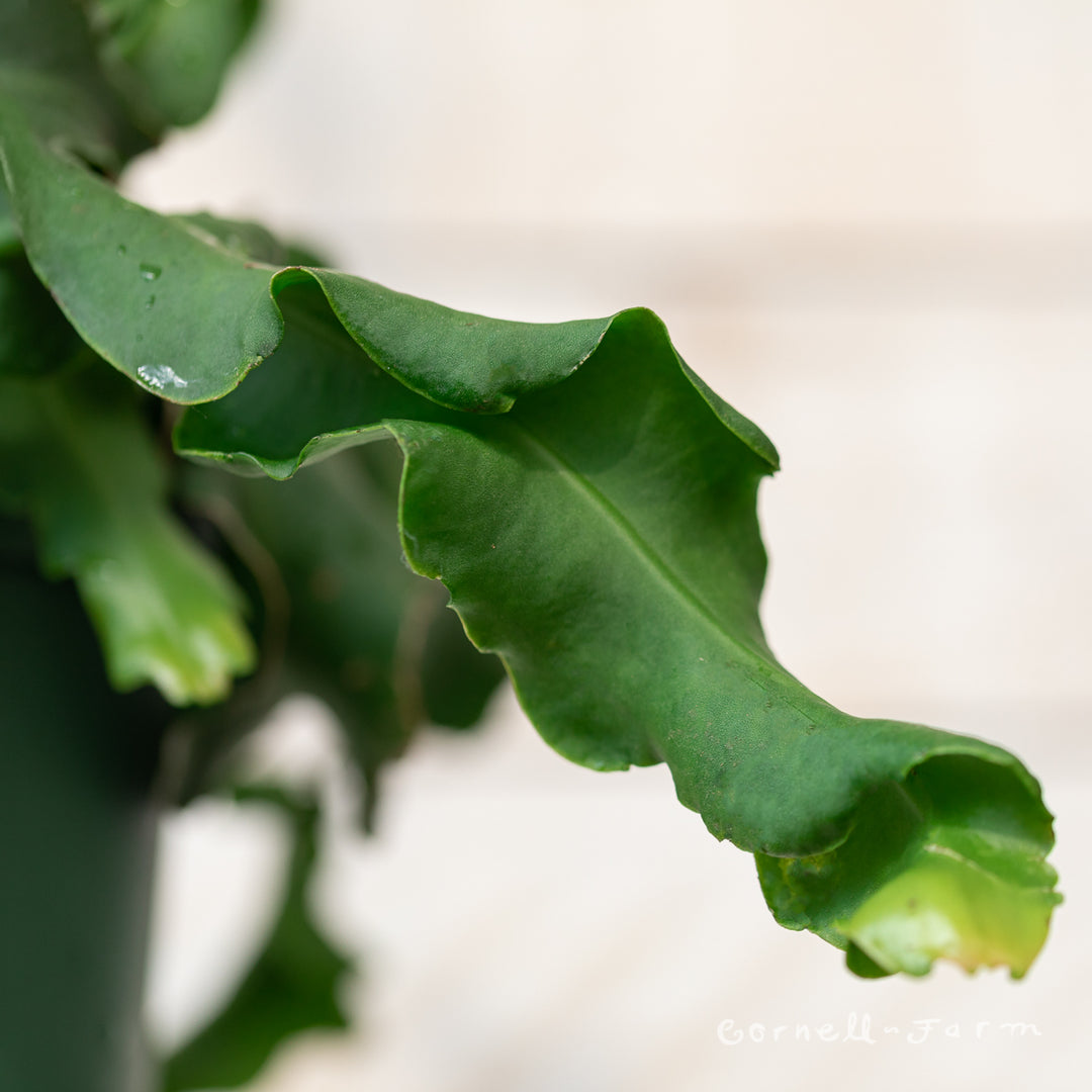 Epiphyllum guatemalense 6in Curly Locks Orchid Cactus – Cornell Farm