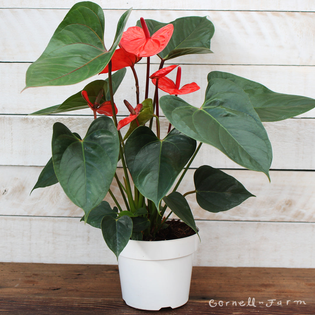 Anthurium andraeanum 6in Red Flower Yellow Spadix  Cornell Farm