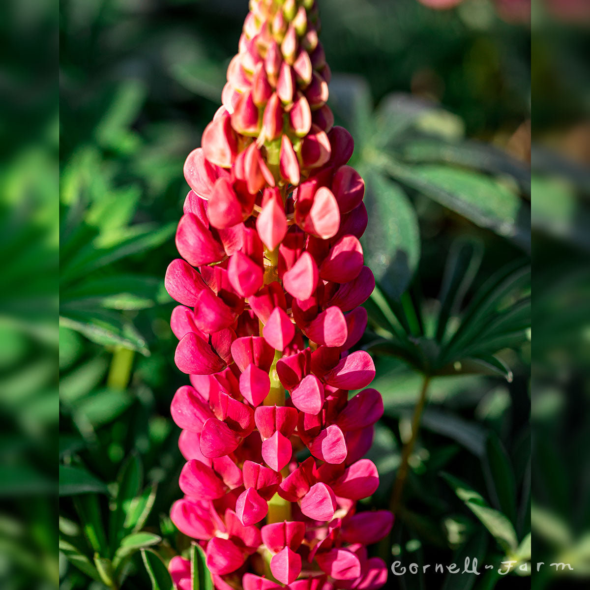 Lupinus Popsicle Red Series 1gal