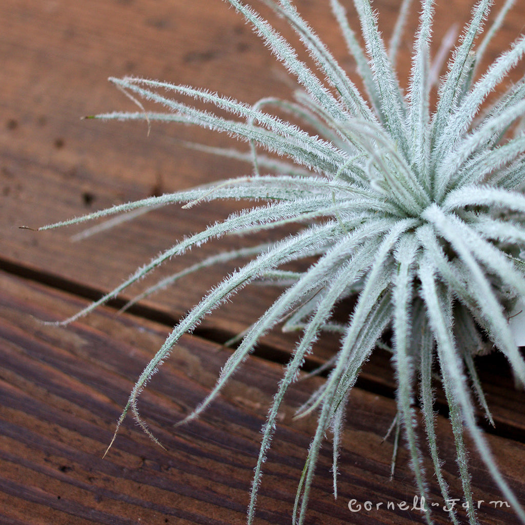 Tillandsia Tectorum
