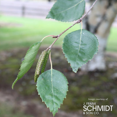 Betula jacquemontii 20gal Birch