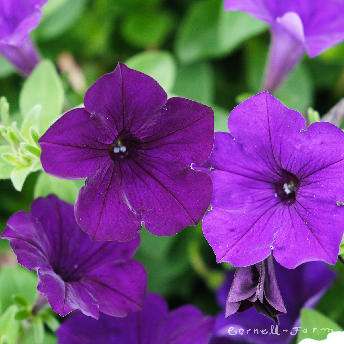 Petunia ColorBlitz Blue 4.25in CF