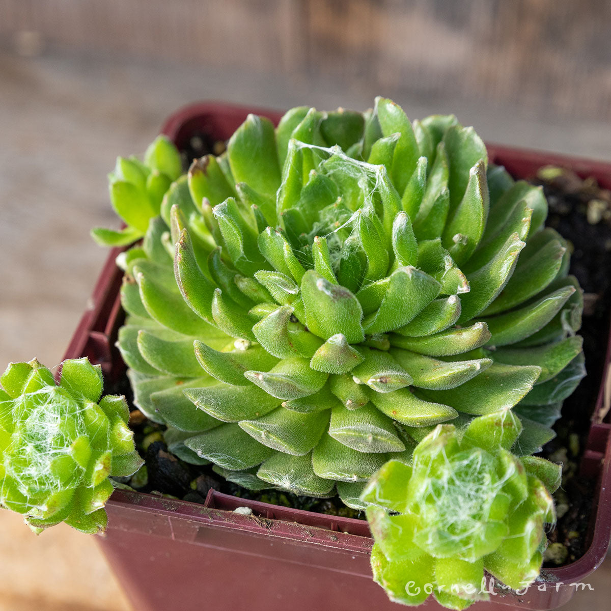 Sempervivum arachnoideum Large Form 4in